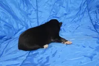 AKC REMI, a female Siberian Husky for sale in Monticello, WI – Photo 4 of 6