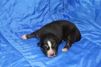 AKC REMI, a female Siberian Husky for sale in Monticello, WI – Photo 2 of 6