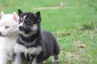 AKC REMI, a female Siberian Husky for sale in Monticello, WI – Photo 6 of 8
