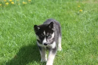 AKC REMI, a female Siberian Husky for sale in Monticello, WI – Photo 2 of 8