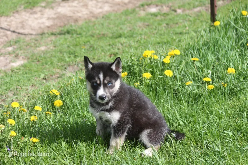 AKC REMI – Siberian Husky puppy for sale in Monticello, WI