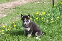 AKC REMI, a female Siberian Husky for sale in Monticello, WI – Photo 1 of 8