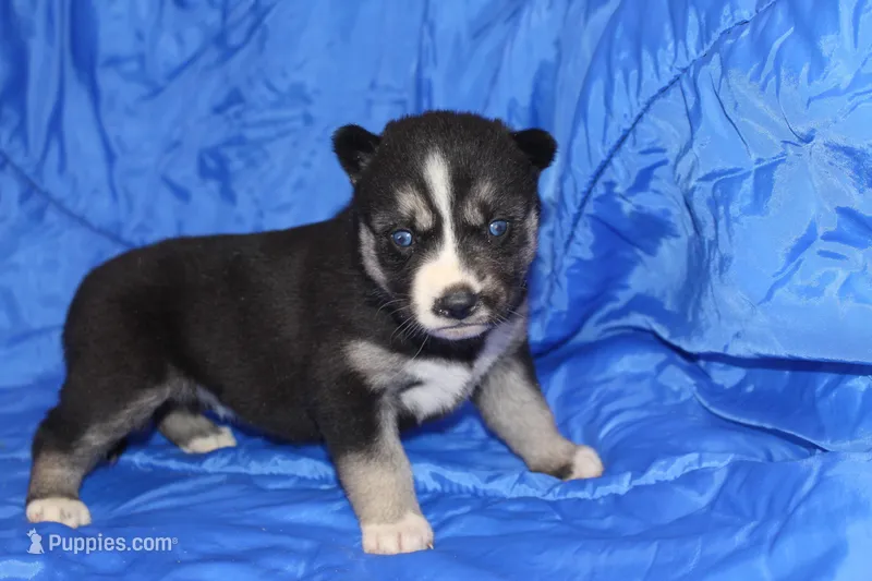 AKC REMI – Siberian Husky puppy for sale in Monticello, WI