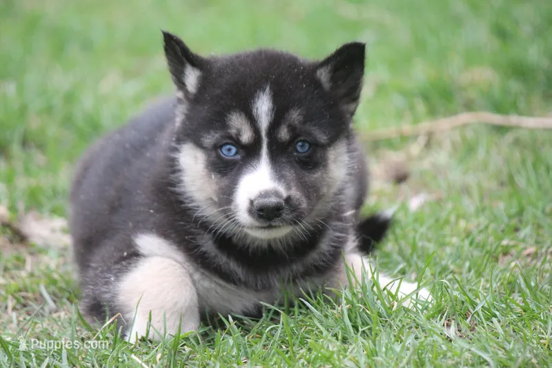 AKC REMI – Siberian Husky puppy for sale in Monticello, WI