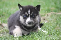 AKC REMI, a female Siberian Husky for sale in Monticello, WI – Photo 4 of 8