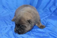 AKC ELTON, a male Chow Chow for sale in Monticello, WI – Photo 6 of 8