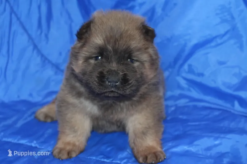 AKC ELTON – Chow Chow puppy for sale in Monticello, WI