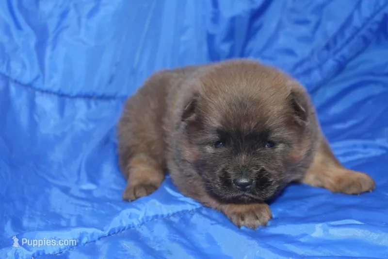 AKC ELTON – Chow Chow puppy for sale in Monticello, WI