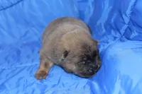 AKC ELTON, a male Chow Chow for sale in Monticello, WI – Photo 1 of 8