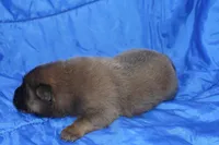 AKC ELTON, a male Chow Chow for sale in Monticello, WI – Photo 3 of 8