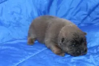 AKC ELTON, a male Chow Chow for sale in Monticello, WI – Photo 2 of 8