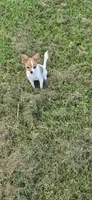 AKC ZEEK, a male Papillon for sale in Monticello, WI – 4 of 10