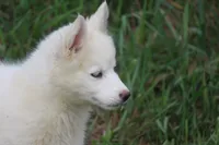 AKC VIULA, a female Siberian Husky for sale in Monticello, WI – 8 of 10
