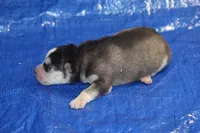 AKC ADDIE, a female Siberian Husky for sale in Monticello, WI – 5 of 7