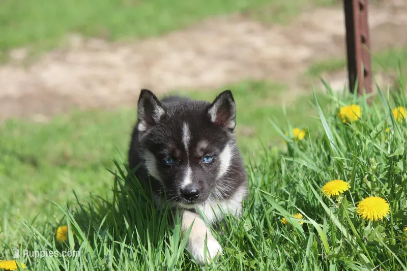 AKC RIVER – Siberian Husky puppy for sale in Monticello, WI