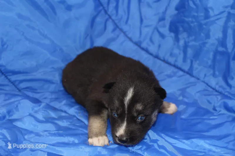 AKC RIVER – Siberian Husky puppy for sale in Monticello, WI
