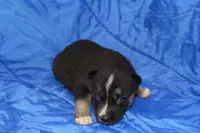 AKC RIVER, a female Siberian Husky for sale in Monticello, WI – Photo 1 of 7