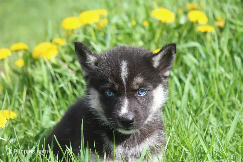 AKC RIVER – Siberian Husky puppy for sale in Monticello, WI