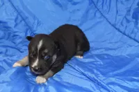 AKC RIVER, a female Siberian Husky for sale in Monticello, WI – Photo 5 of 7