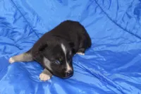 AKC RIVER, a female Siberian Husky for sale in Monticello, WI – Photo 4 of 7