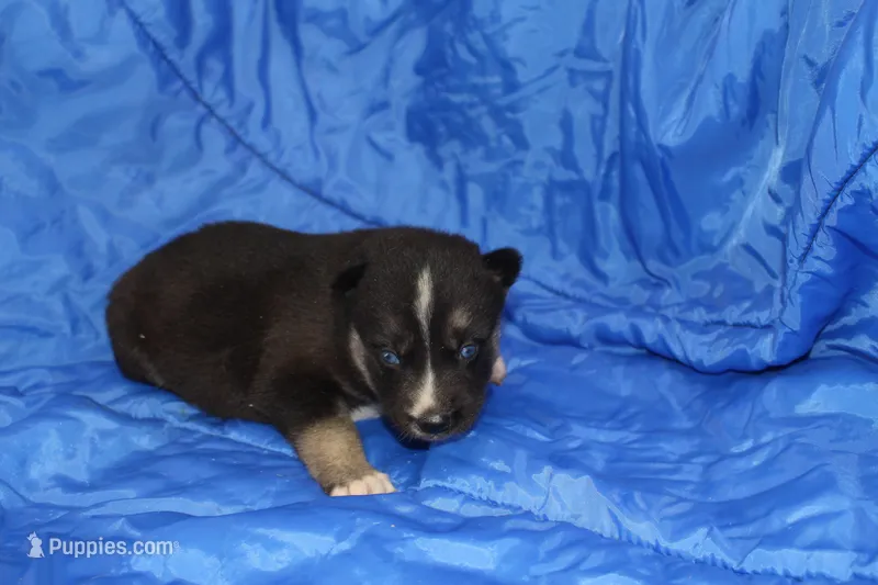 AKC RIVER – Siberian Husky puppy for sale in Monticello, WI