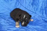 AKC RIVER, a female Siberian Husky for sale in Monticello, WI – Photo 3 of 7