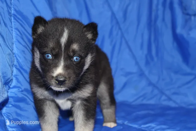 AKC RIVER – Siberian Husky puppy for sale in Monticello, WI