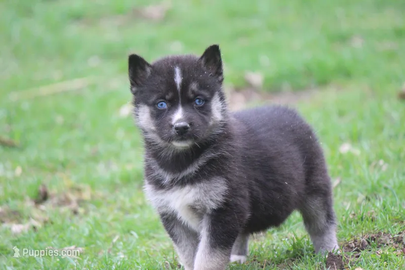 AKC RIVER – Siberian Husky puppy for sale in Monticello, WI