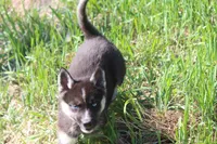 AKC RIVER, a female Siberian Husky for sale in Monticello, WI – 5 of 7