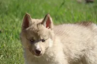 AKC VINO, a male Siberian Husky for sale in Monticello, WI – 1 of 8
