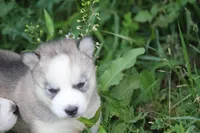 AKC SYLVIE, a female Siberian Husky for sale in Monticello, WI – 4 of 7