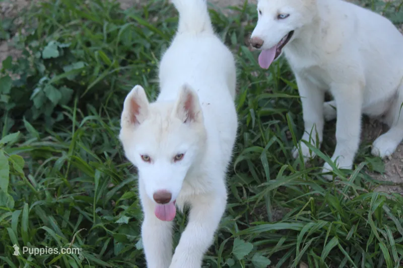 AKC RILEY – Siberian Husky puppy for sale in Monticello, WI