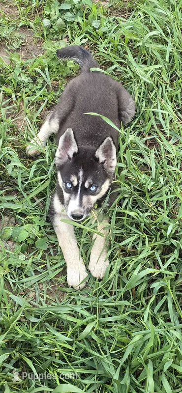 AKC REMI – Siberian Husky puppy for sale in Monticello, WI