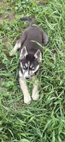 AKC REMI, a female Siberian Husky for sale in Monticello, WI – 3 of 10