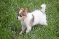 AKC ZEEK, a male Papillon for sale in Monticello, WI – 7 of 7