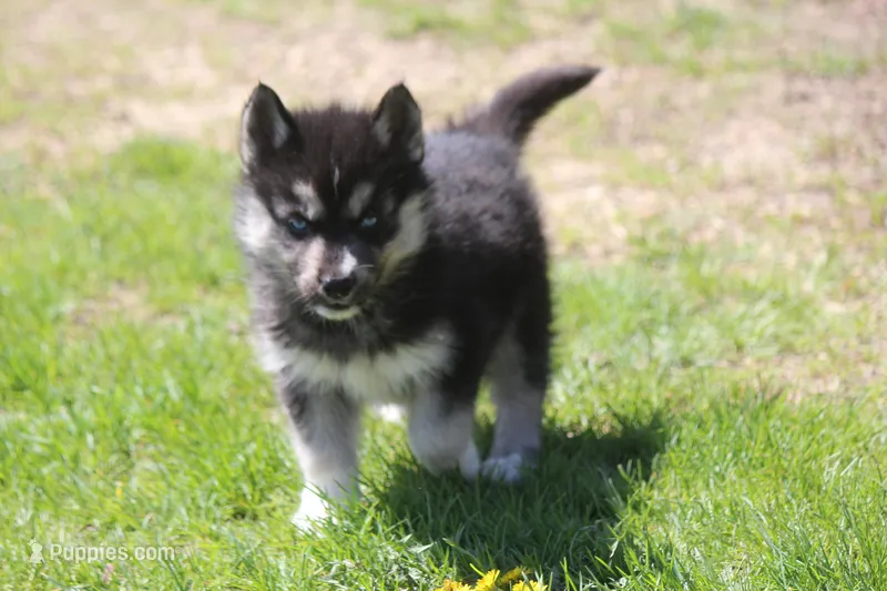 AKC KIKO – Siberian Husky puppy for sale in Monticello, WI
