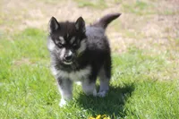 AKC KIKO, a male Siberian Husky for sale in Monticello, WI – 1 of 5