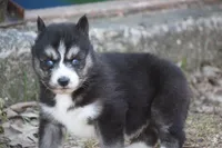 AKC KIKO, a male Siberian Husky for sale in Monticello, WI – Photo 5 of 7