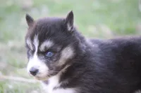 AKC KIKO, a male Siberian Husky for sale in Monticello, WI – Photo 4 of 7