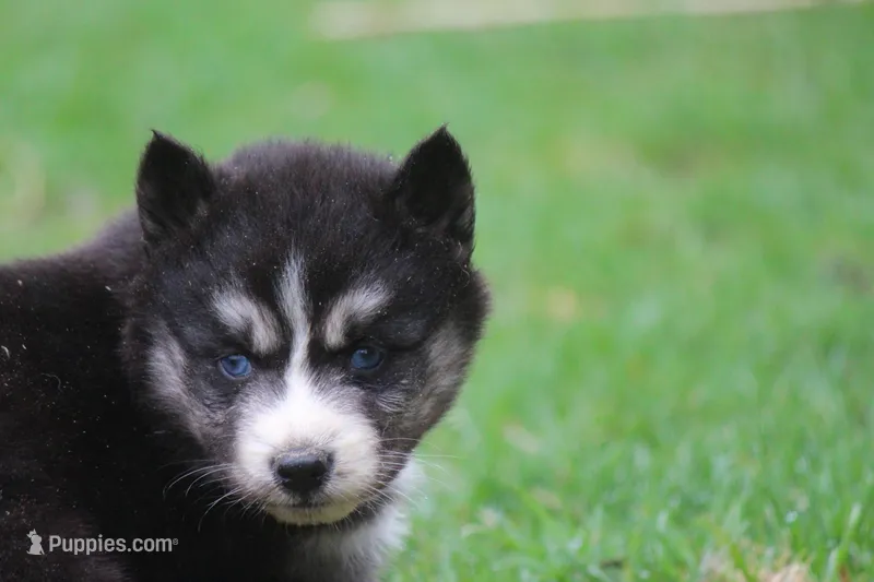 AKC KIKO – Siberian Husky puppy for sale in Monticello, WI