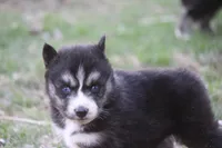 AKC KIKO, a male Siberian Husky for sale in Monticello, WI – Photo 1 of 7