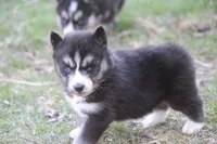 AKC KIKO, a male Siberian Husky for sale in Monticello, WI – Photo 2 of 7