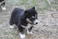 AKC KIKO, a male Siberian Husky for sale in Monticello, WI – Photo 3 of 7