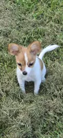 AKC ZEEK, a male Papillon for sale in Monticello, WI – 2 of 10