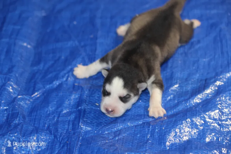 AKC AXEL – Siberian Husky puppy for sale in Monticello, WI