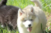 AKC KODY, a male Siberian Husky for sale in Monticello, WI – 3 of 10