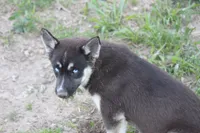 AKC RIVER, a female Siberian Husky for sale in Monticello, WI – 2 of 9
