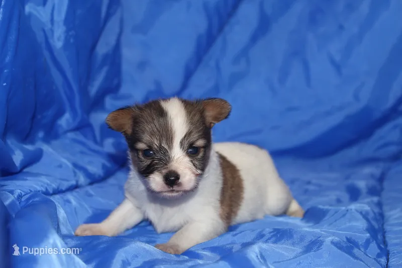 AKC ZEEK – Papillon puppy for sale in Monticello, WI