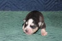 AKC STARK, a male Siberian Husky for sale in Monticello, WI – 1 of 6