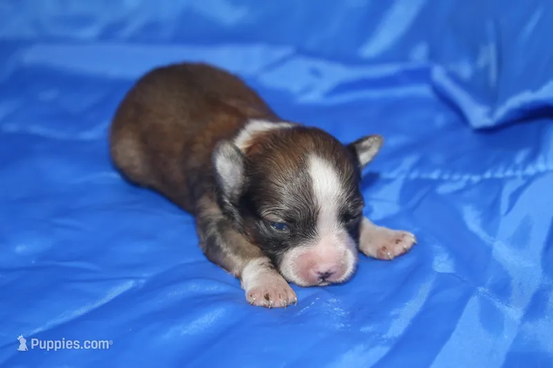 AKC REGGIE – Papillon puppy for sale in Monticello, WI